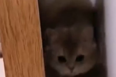 Adventure Cat Strikes Again: Paws, Purr, and Pure Adrenaline!