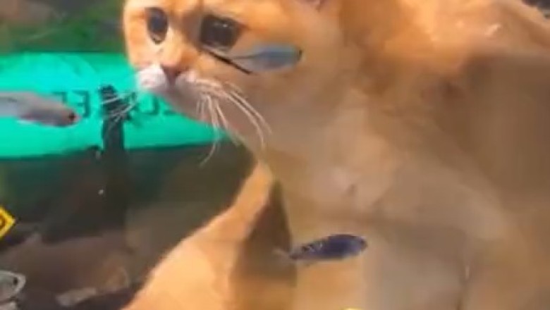 Cat-tastrophe Alert: When a Cat Meets a Fish Tank!