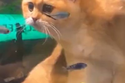 Cat-tastrophe Alert: When a Cat Meets a Fish Tank!