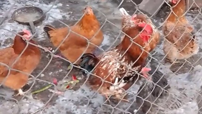 Cluck-tastic Chaos: Watch a Chicken Navigate a Cage!