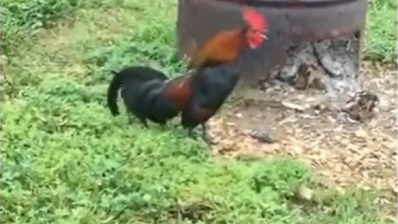Cluckin' Hilarious: One Rooster's Rise to Fame with a Morning Serenade!