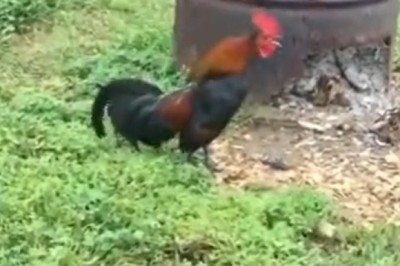 Cluckin' Hilarious: One Rooster's Rise to Fame with a Morning Serenade!