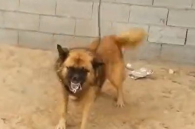 Fluffy Fury: Watch This Angry Sheepdog Go Bark-mode!