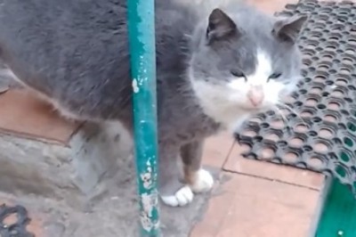 Grumpy Grandpa Cat: The Hilarious Antics of an Old Feline!