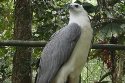 Hilarious Encounter: Bald Eagle Goes Bald and Embraces the Baldness!