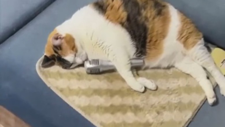 Meow-sical Talent: The Purrfect Cat's Close Encounter with a Microphone!