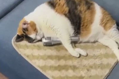 Meow-sical Talent: The Purrfect Cat's Close Encounter with a Microphone!