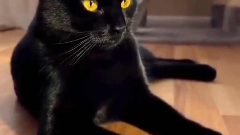 Pawsitively Purrfect: The Most Glamorous Black Cat You've Ever Seen!