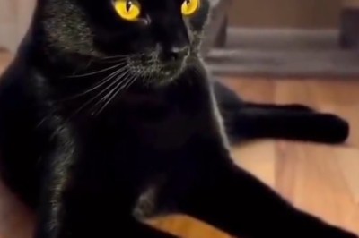 Pawsitively Purrfect: The Most Glamorous Black Cat You've Ever Seen!