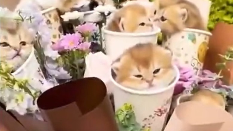 Purr-fect Present: Kittens Surprise Their Humans with Cuteness Overload!