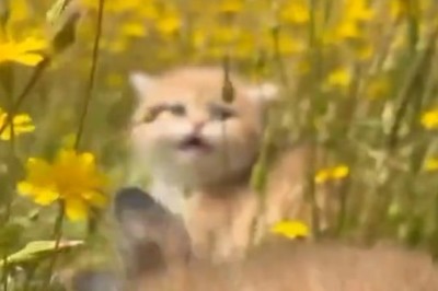 Purr-fectly Beautiful Kittens: Fluffy, Fabulous, and Full of Cuteness Overload!