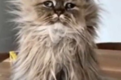 Roar-some Achievement: Meet the Big Cat with a Small Cat Attitude!