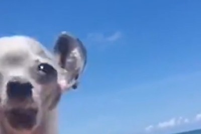 Roo or Woof? Meet the Kangaroo-Dog Doppelgänger!