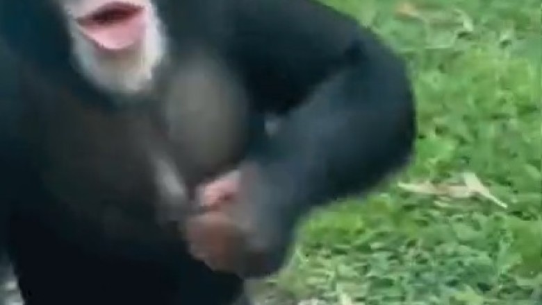 Spec-tacular Monkey Business: A Primate in Shades!