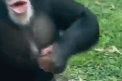 Spec-tacular Monkey Business: A Primate in Shades!