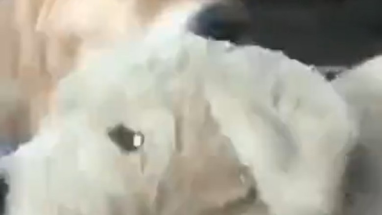 The Ultimate Dog Glow-Up: From Ruff to Fluff!