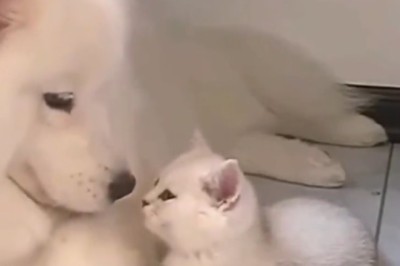 Unlikely BFFs: Hilarious Duo of White Dog and White Cat Melt Hearts Everywhere!