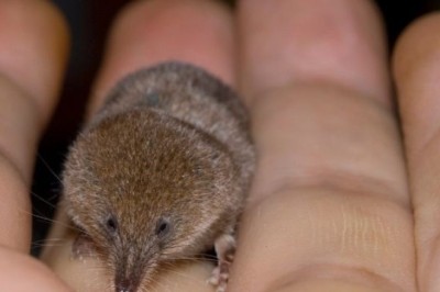 Unveiling the Etruscan Shrew: The World's Smallest Mammal