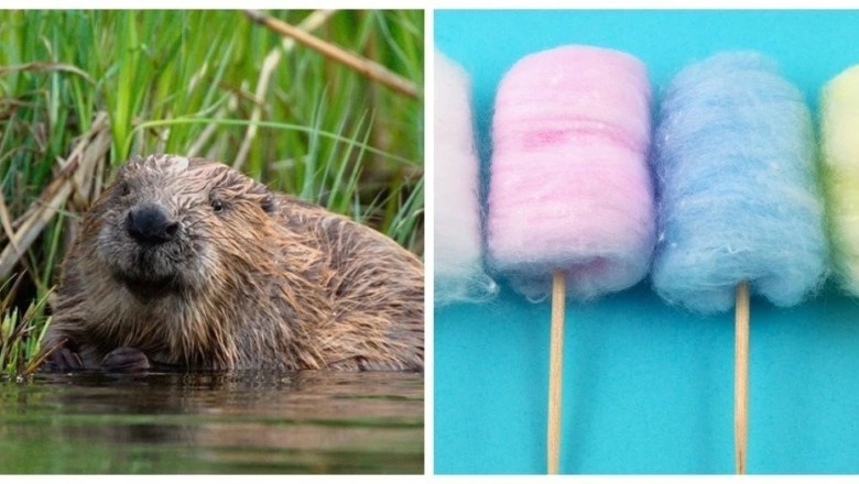 11 Mind-Blowing Food Facts That Will Change How You See Your Plate!