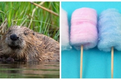 11 Mind-Blowing Food Facts That Will Change How You See Your Plate!