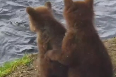 Adorable Chaos: Watch Two Tiny Bears Cause Hilarious Havoc on the River!
