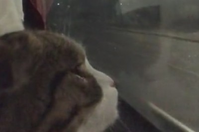 All Aboard the Meow-velous Express: Cat Takes Over Train Window on Hilarious Journey!