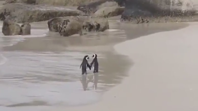 PenguWINs: Double Trouble as Tiny Tuxedoed Duo Take on the Coast!