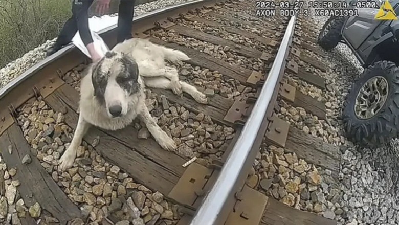 Heart-Rending Rescue: Dog Saved After Being Trapped on Train Tracks for Three Days