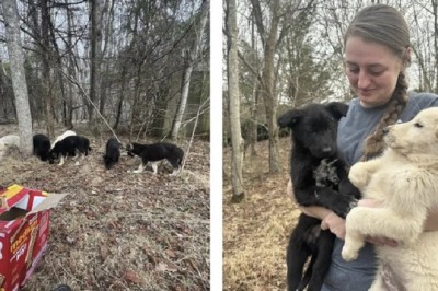 Heartfelt Rescue: Abandoned Puppies Saved from Forest Tragedy