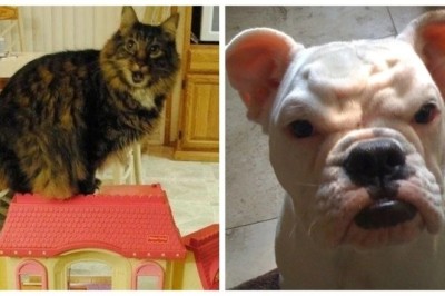 16 Adorable Pets Whose Expressive Faces Will Leave You Speechless