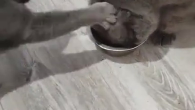 Feline Food Fiasco: When Two Cats Team Up to Create Mischief in the Kitchen!