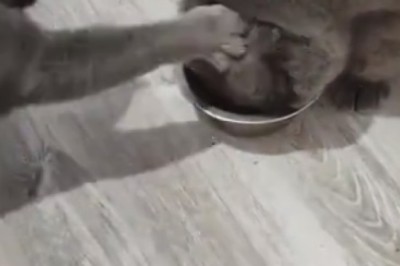 Feline Food Fiasco: When Two Cats Team Up to Create Mischief in the Kitchen!