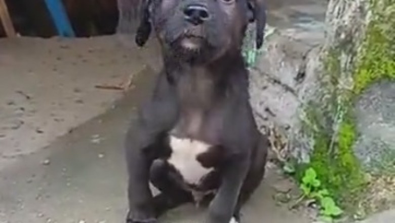 Fluffy Fairy Tale: Watch the Beautiful Puppy That Will Melt Your Heart with Cuteness Overload!