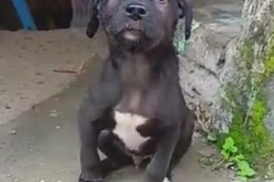 Fluffy Fairy Tale: Watch the Beautiful Puppy That Will Melt Your Heart with Cuteness Overload!