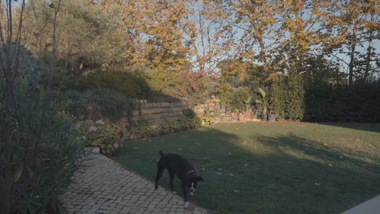 Gardening Guru: Hilarious Video of a Dog Who Takes Landscaping to a Whole New Level!