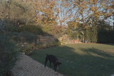 Gardening Guru: Hilarious Video of a Dog Who Takes Landscaping to a Whole New Level!