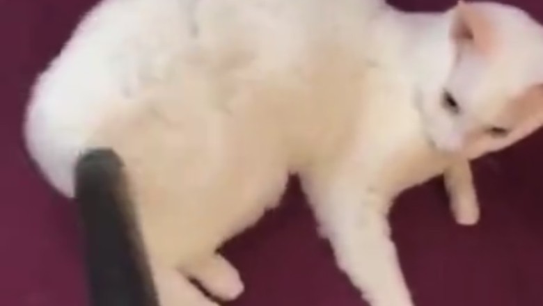 Hilarious Cat Conundrum: Owner Attempts to Clean Uncooperative Feline!