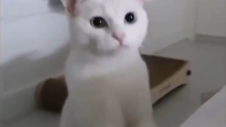 Paws-itively Hilarious: The Delightful Antics of a Lovable Cat Will Melt Your Heart!