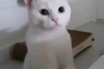 Paws-itively Hilarious: The Delightful Antics of a Lovable Cat Will Melt Your Heart!