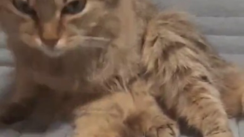 Purrfection Achieved: Meet the Clean Cat That'll Make You Wonder if It's a Secret Superhero!