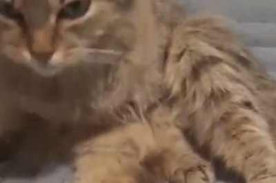 Purrfection Achieved: Meet the Clean Cat That'll Make You Wonder if It's a Secret Superhero!