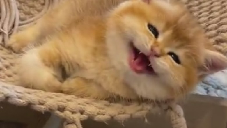 Purrfection in Motion: Hilarious Kitten Steals the Spotlight in Adorable Comedy Show!