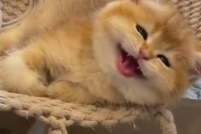 Purrfection in Motion: Hilarious Kitten Steals the Spotlight in Adorable Comedy Show!