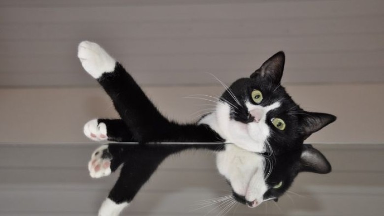 The Evolutionary Tale of Cats with White Paws