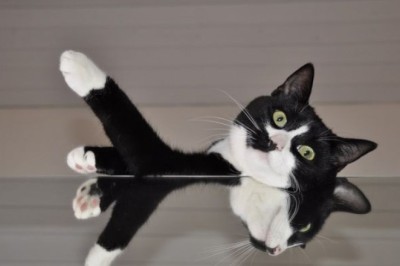 The Evolutionary Tale of Cats with White Paws