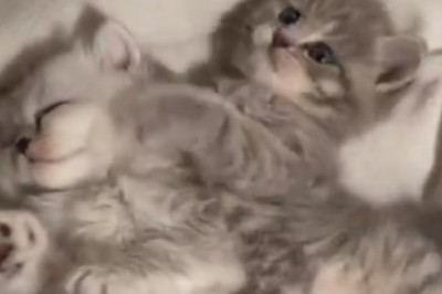 Tiny Terrors or Adorable Angels? Watch These Beautiful Kittens Decide!