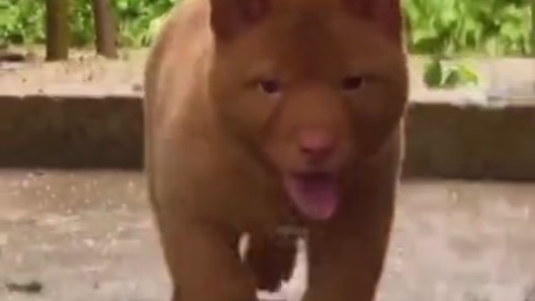 Unbelievable! Meet the Desert-Disguised Dog That'll Make You Do a Double Take!