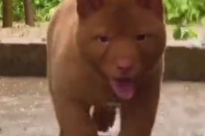 Unbelievable! Meet the Desert-Disguised Dog That'll Make You Do a Double Take!