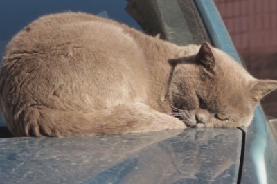 Understanding Cats: Can They Recognize People?