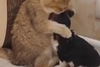 Unlikely BFFs: Cat Becomes Surrogate Mom to Tiny Dog and the Results are Paws-itively Adorable!